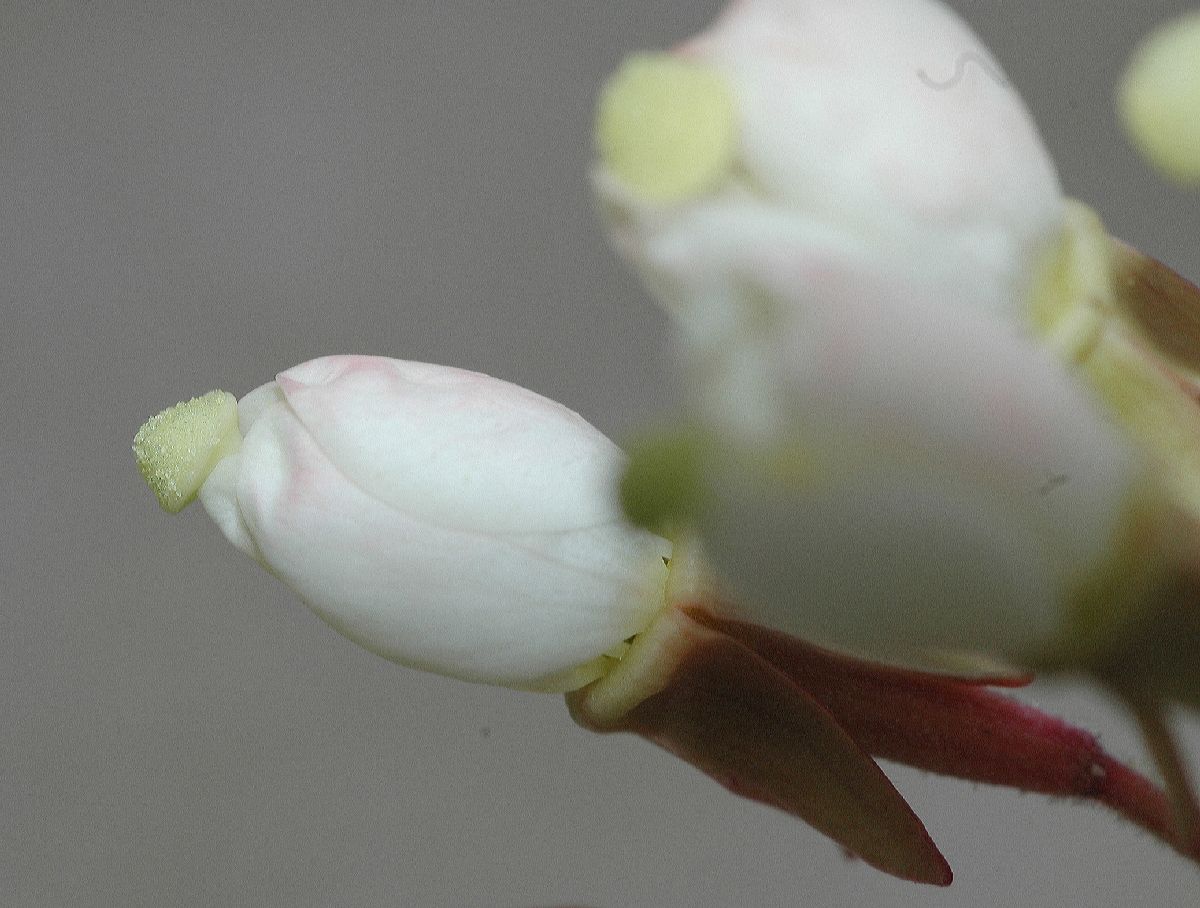 Onagraceae Camissonia boothii