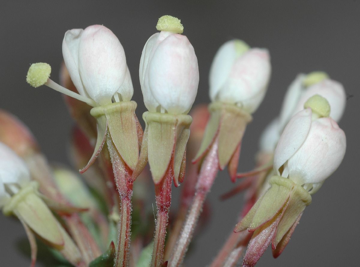 Onagraceae Camissonia boothii