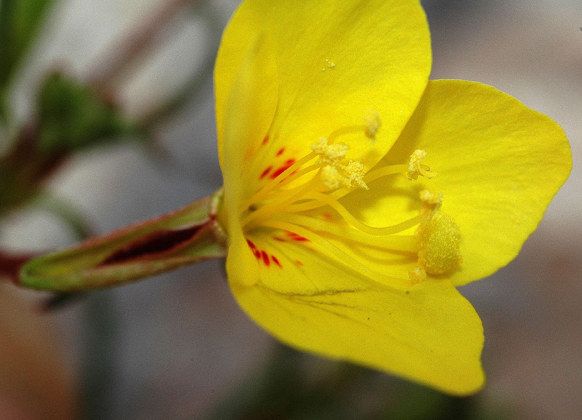 Onagraceae Camissonia californica