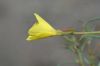 image of Camissonia californica