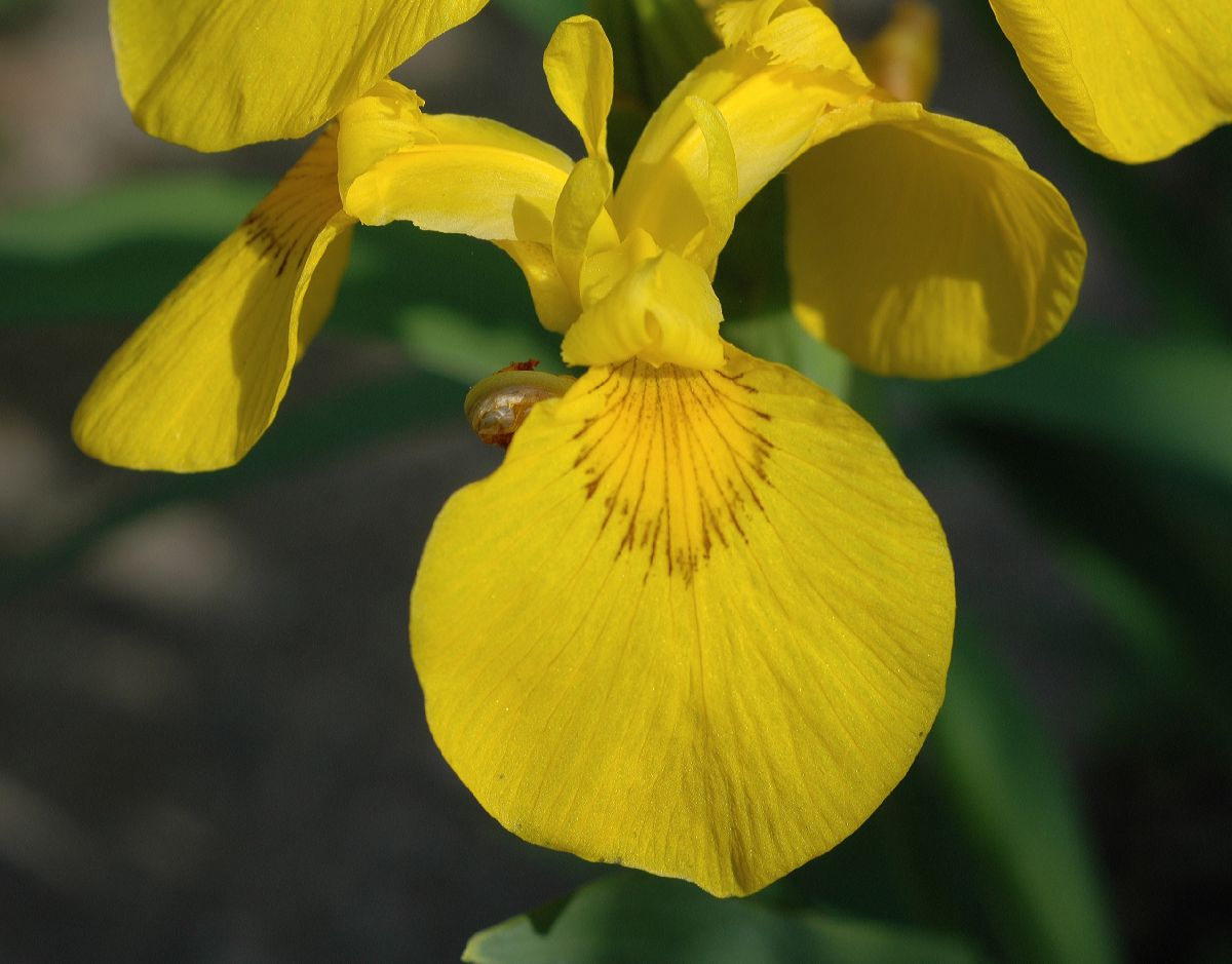 Iridaceae Iris pseudacorus