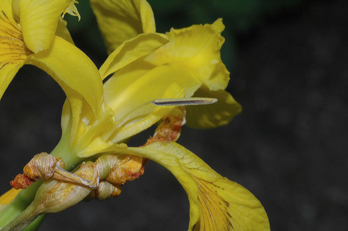 Iridaceae Iris pseudacorus