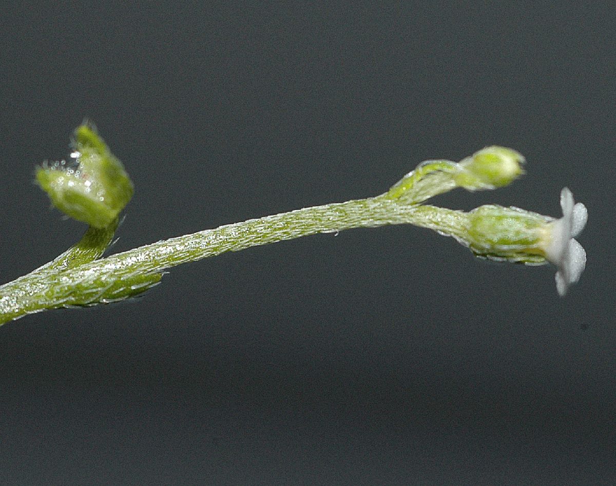 Boraginaceae Pectocarya 