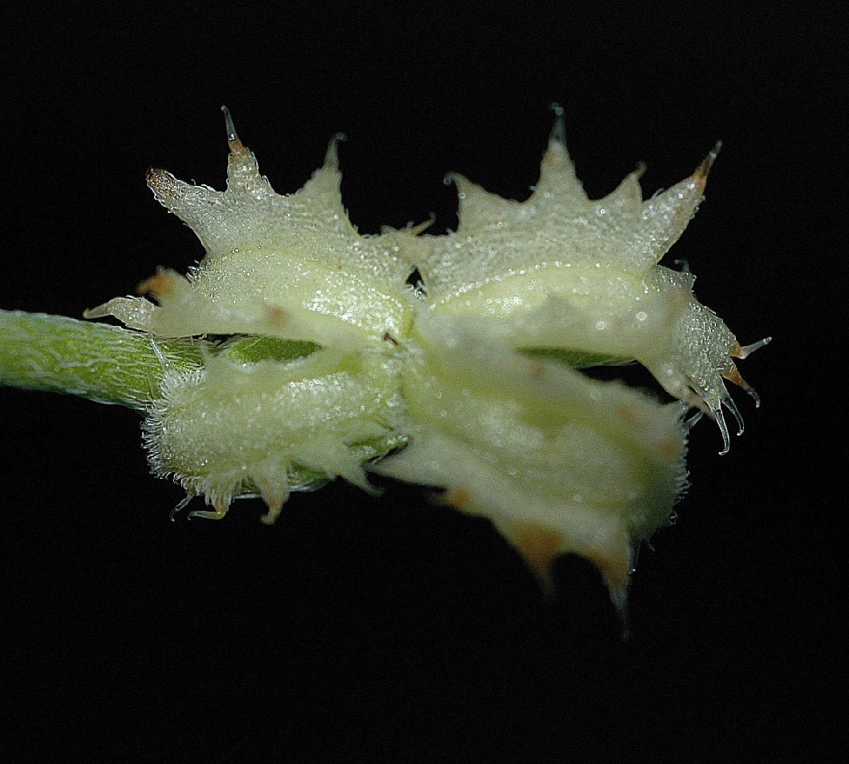 Boraginaceae Pectocarya 