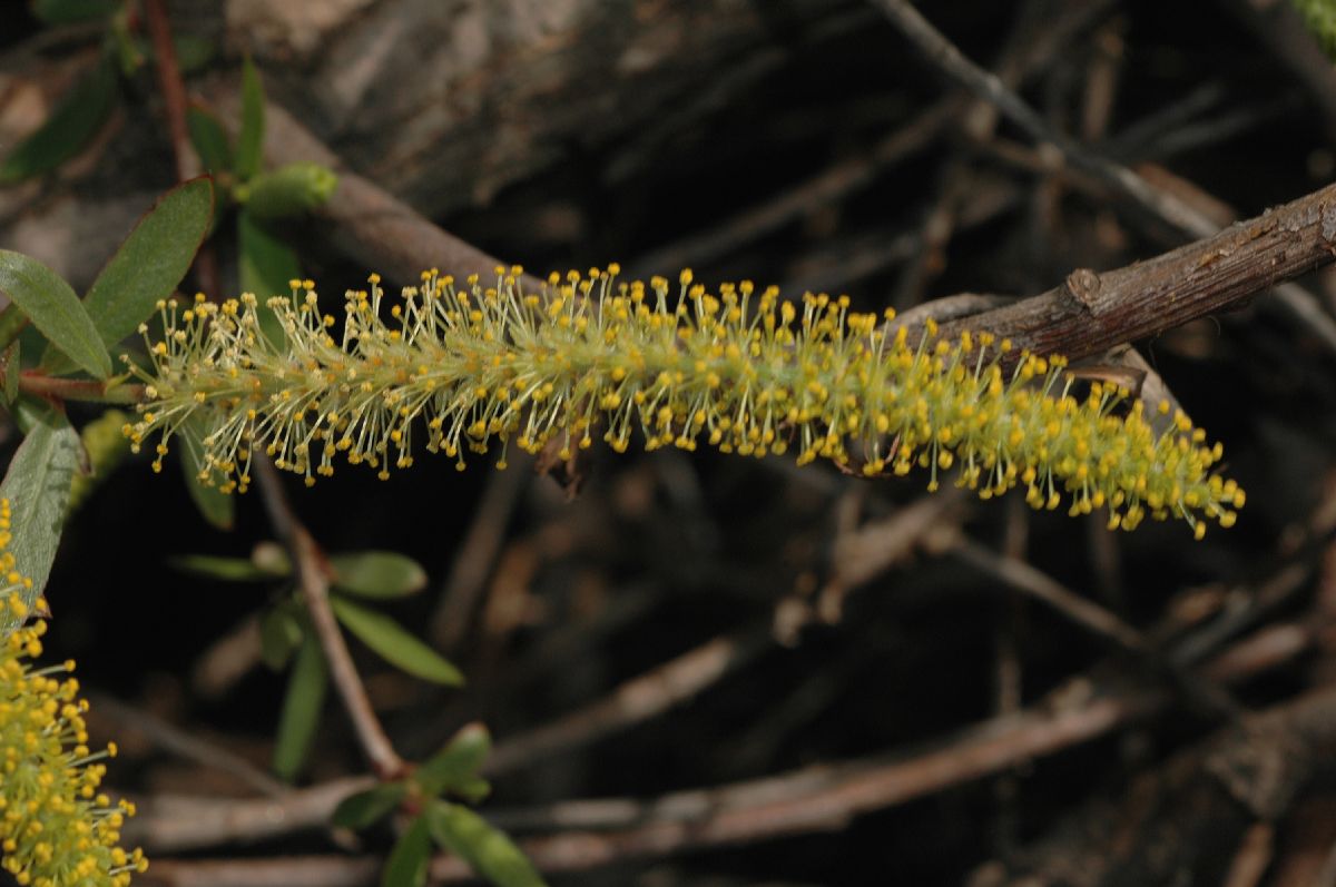 Salicaceae Salix 