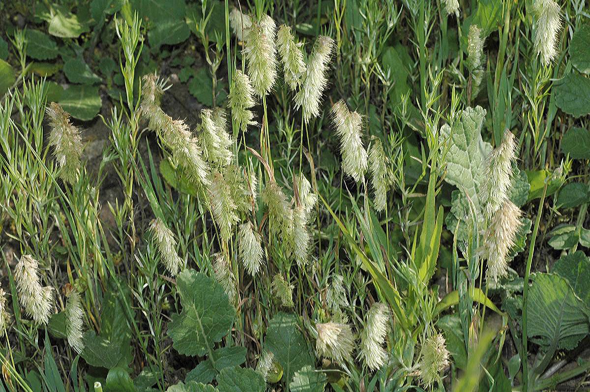 Poaceae Lamarckia aurea