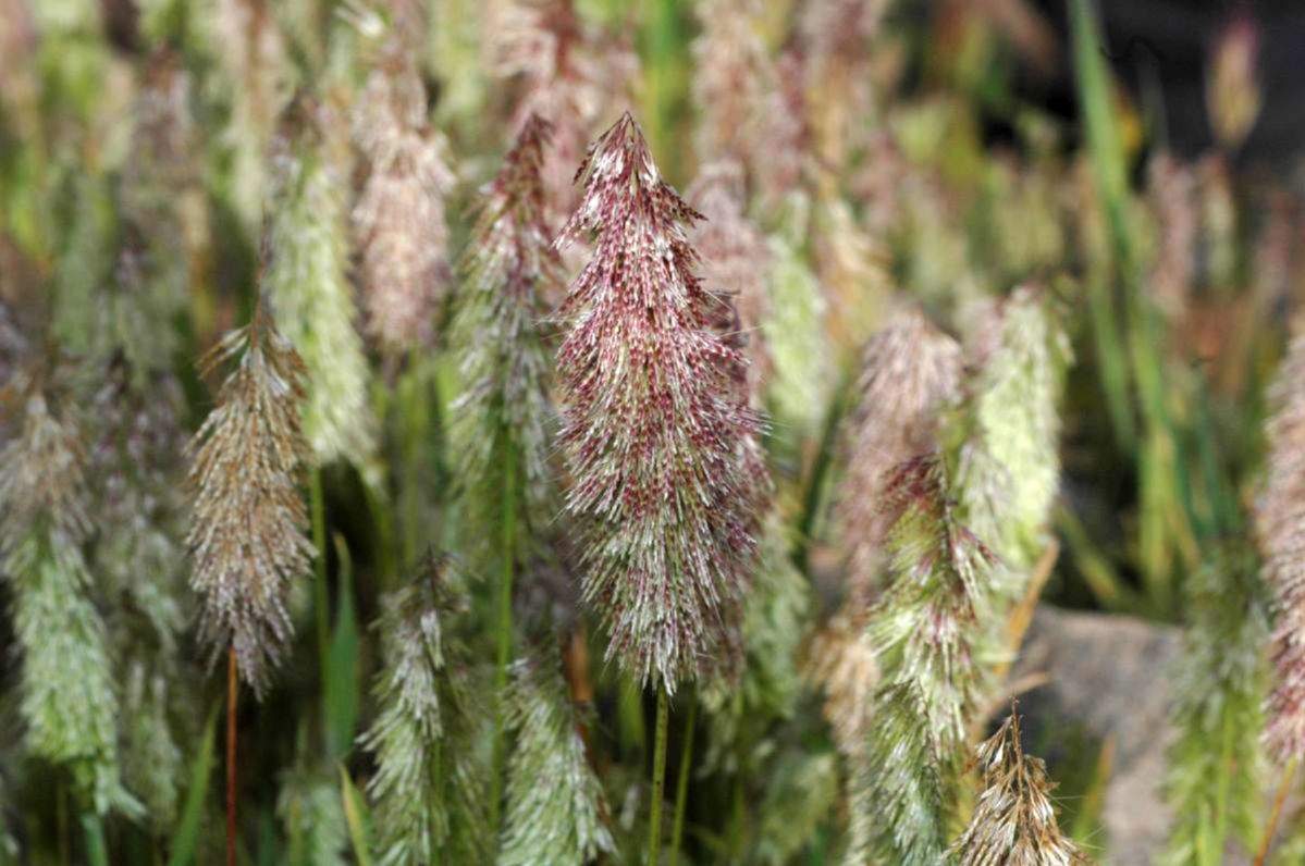 Poaceae Lamarckia aurea