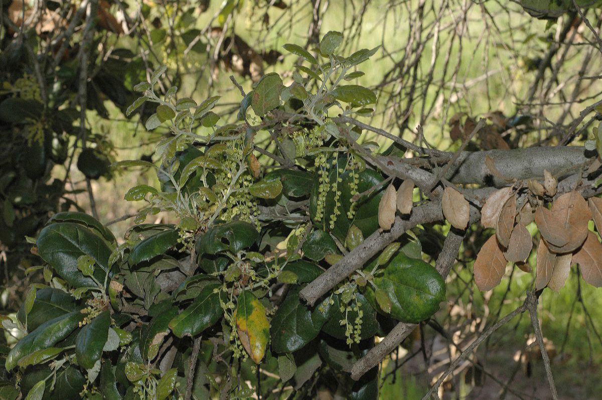 Fagaceae Quercus agrifolia
