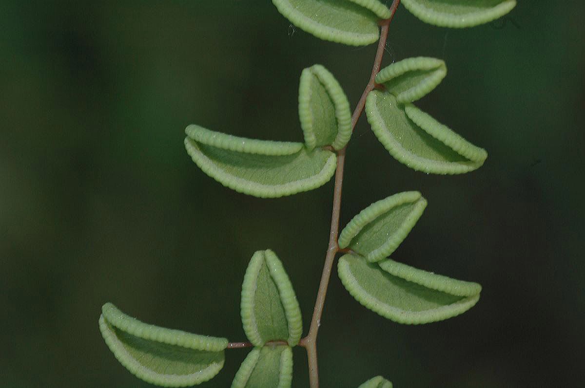 Pteridaceae Pellaea mucronata