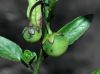 image of Solanum xantii