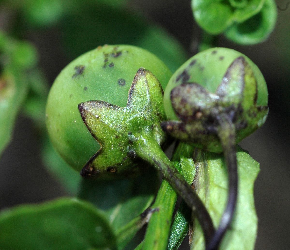 Solanaceae Solanum xantii