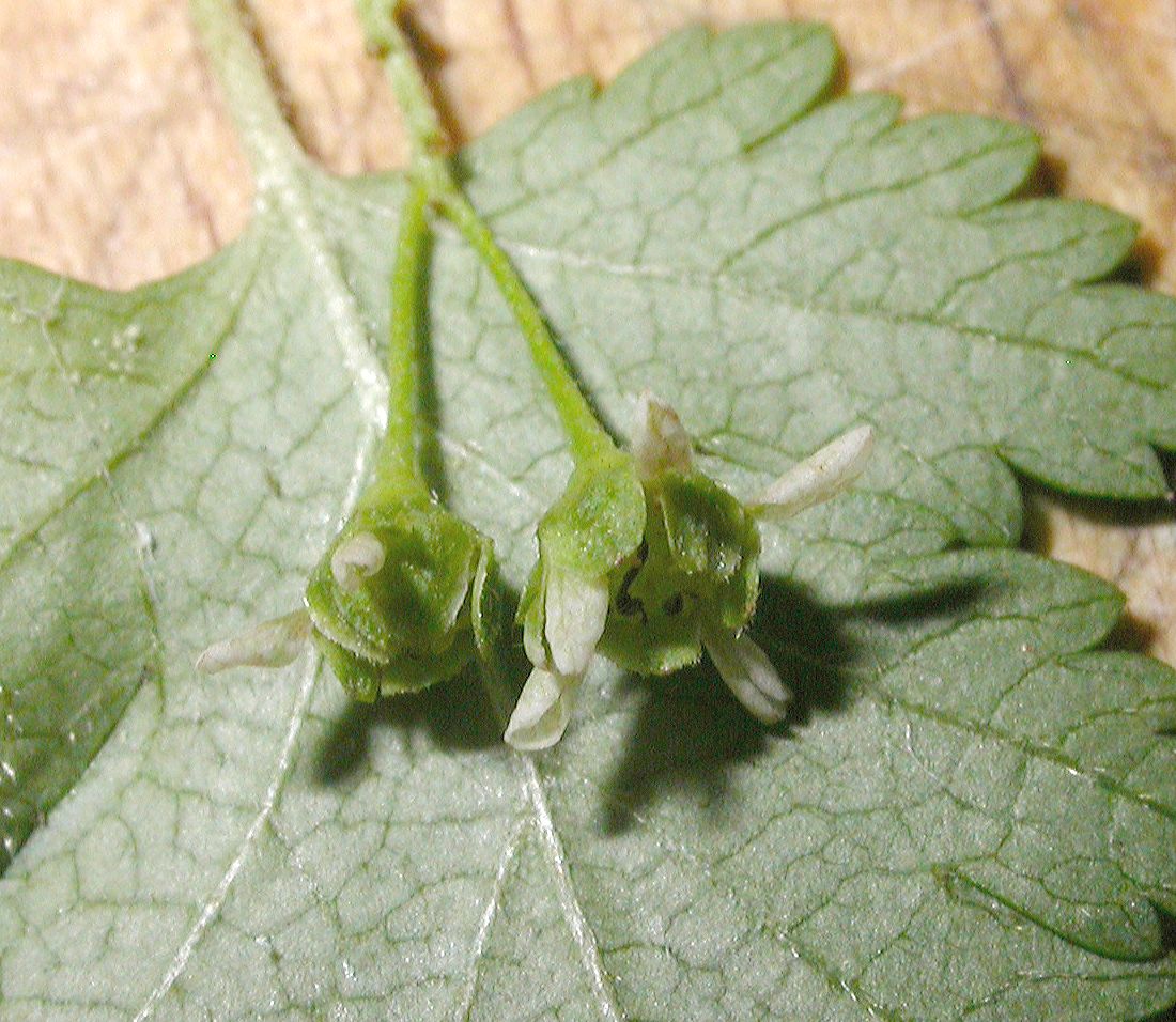 Rosaceae Stephanandra incisa