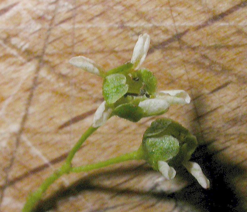 Rosaceae Stephanandra incisa