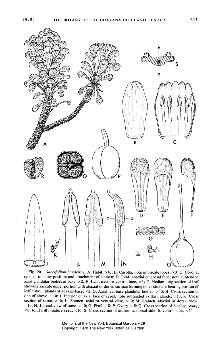 Gentianaceae Saccifolium bandeirae