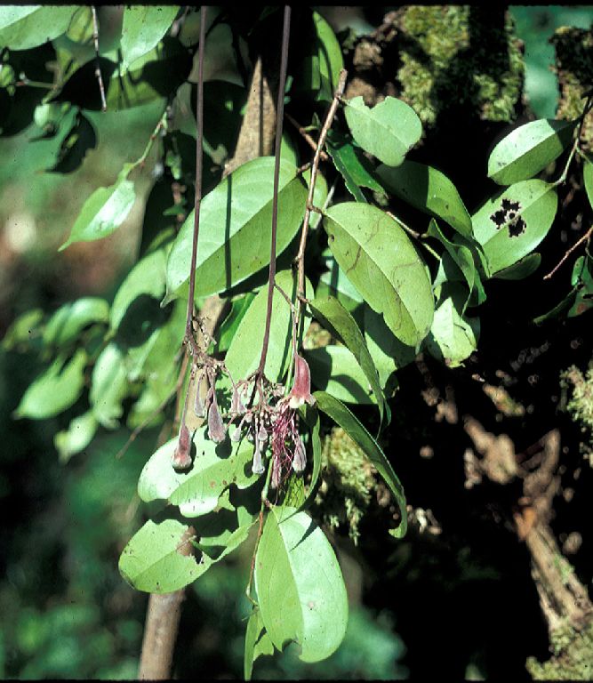 Chrysobalanaceae Couepia longipendula