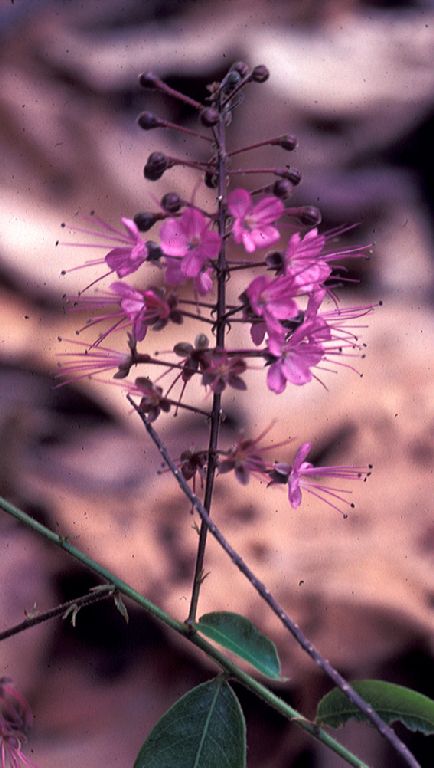 Chrysobalanaceae Hirtella racemosa