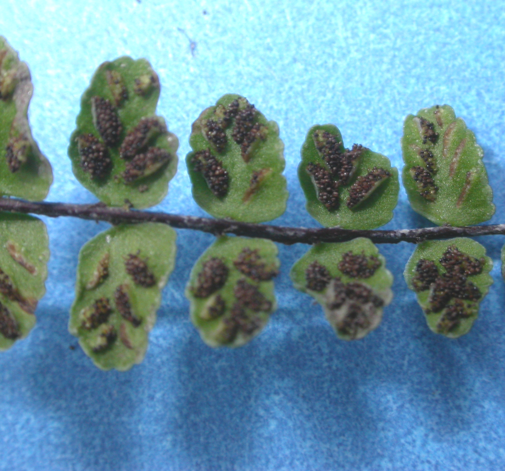 Aspleniaceae Asplenium trichomes