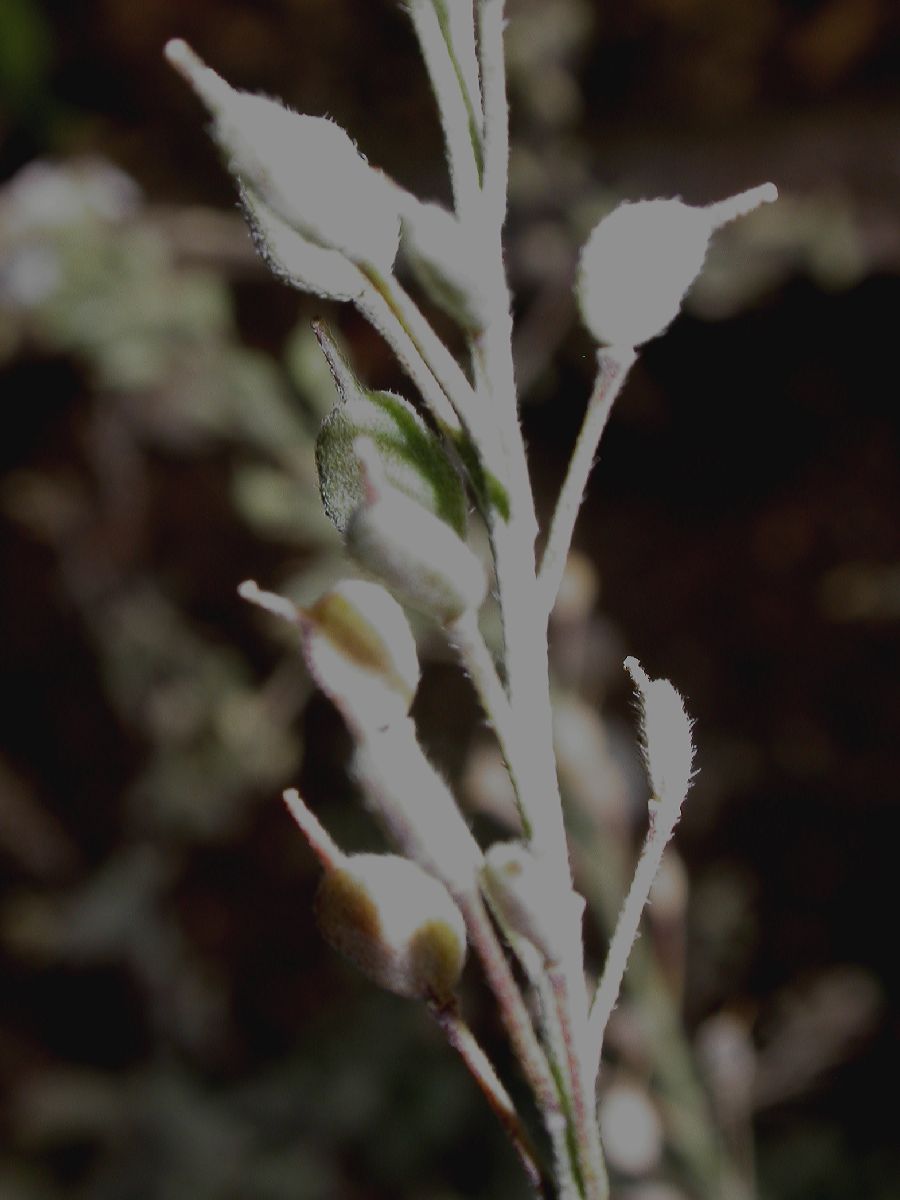 Brassicaceae Berteroa icana