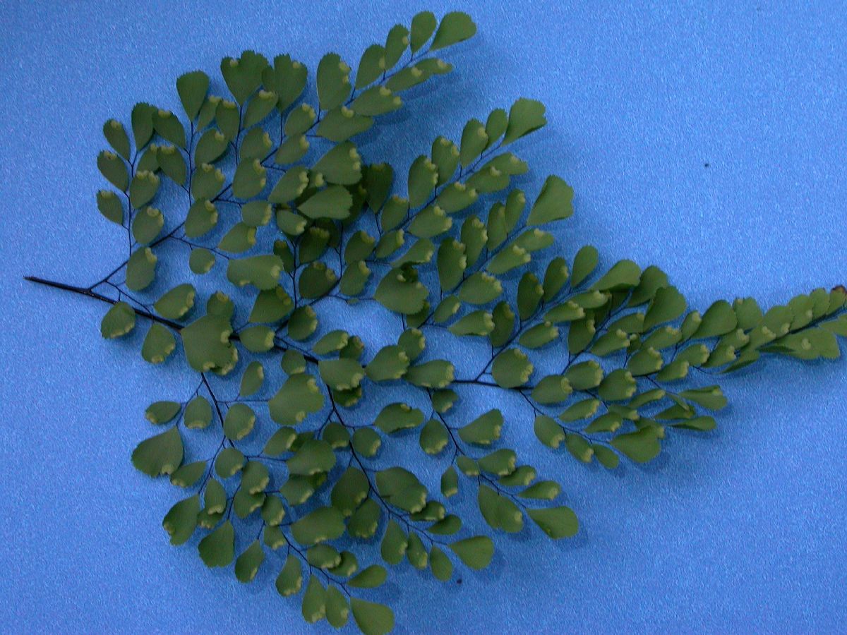 Pteridaceae Adiantum venustum