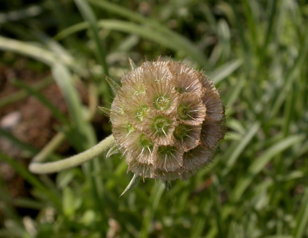 Dipsacaceae Scabiosa graminifolia