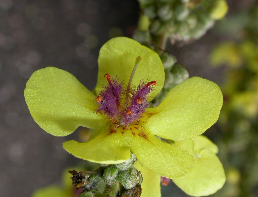 Scrophulariaceae Verbascum pulverulentum