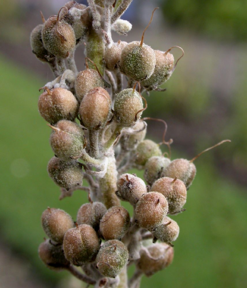 Scrophulariaceae Verbascum pulverulentum
