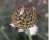 image of Cephalaria leucantha