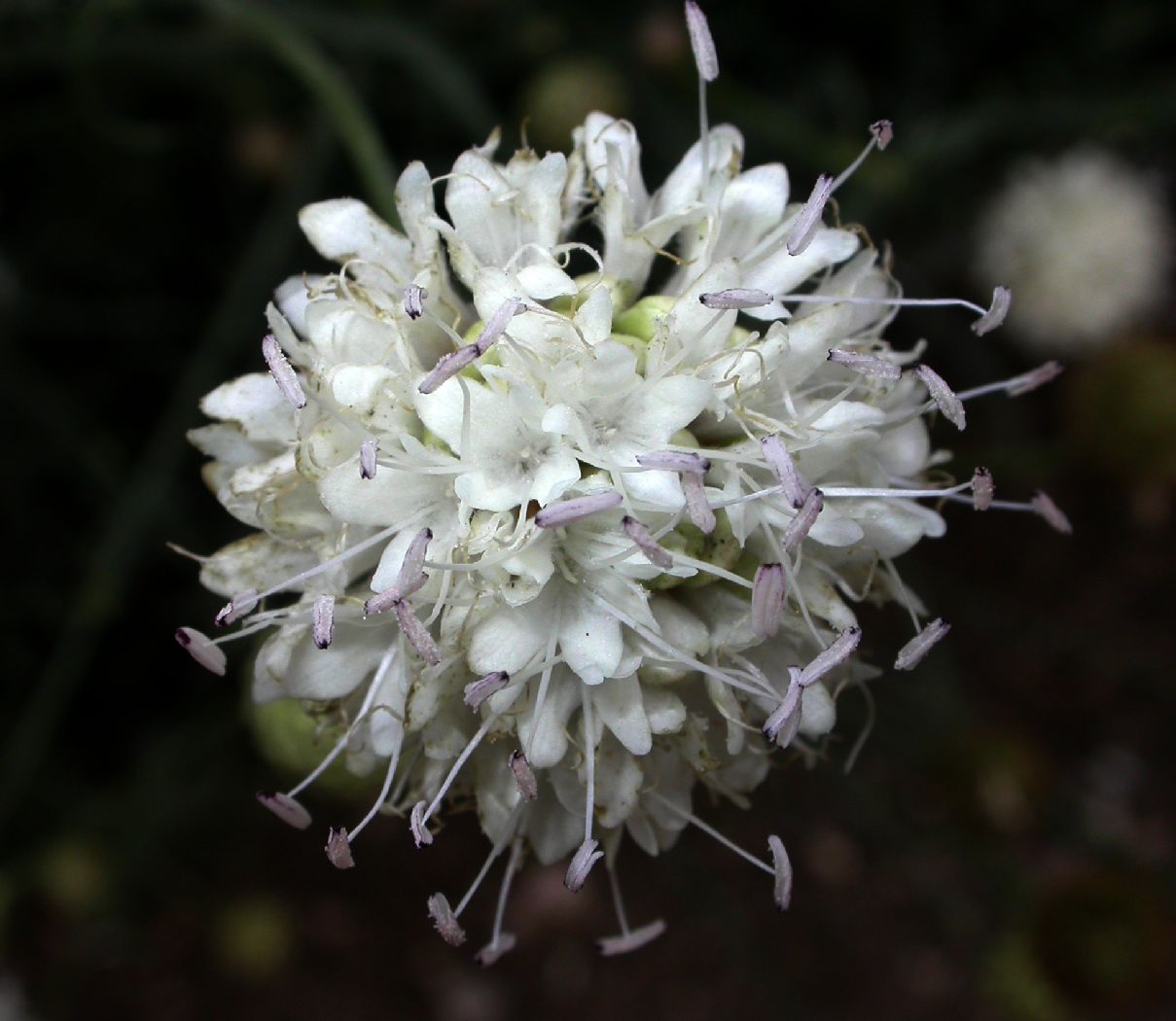 Dipsacaceae Cephalaria leucantha