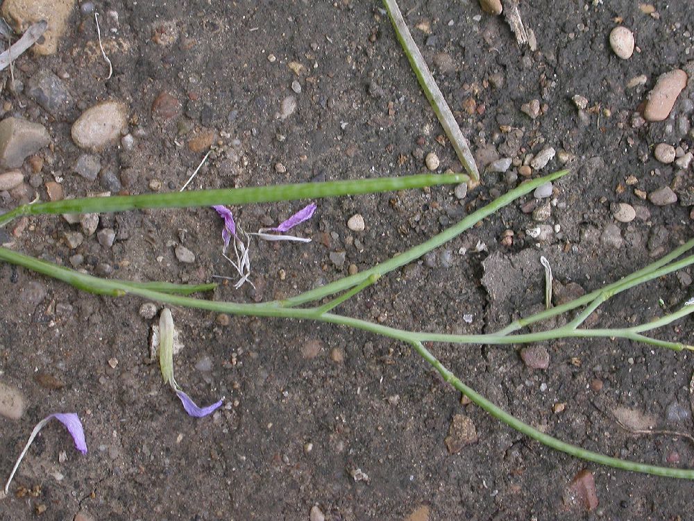 Brassicaceae Diplotaxis viminea