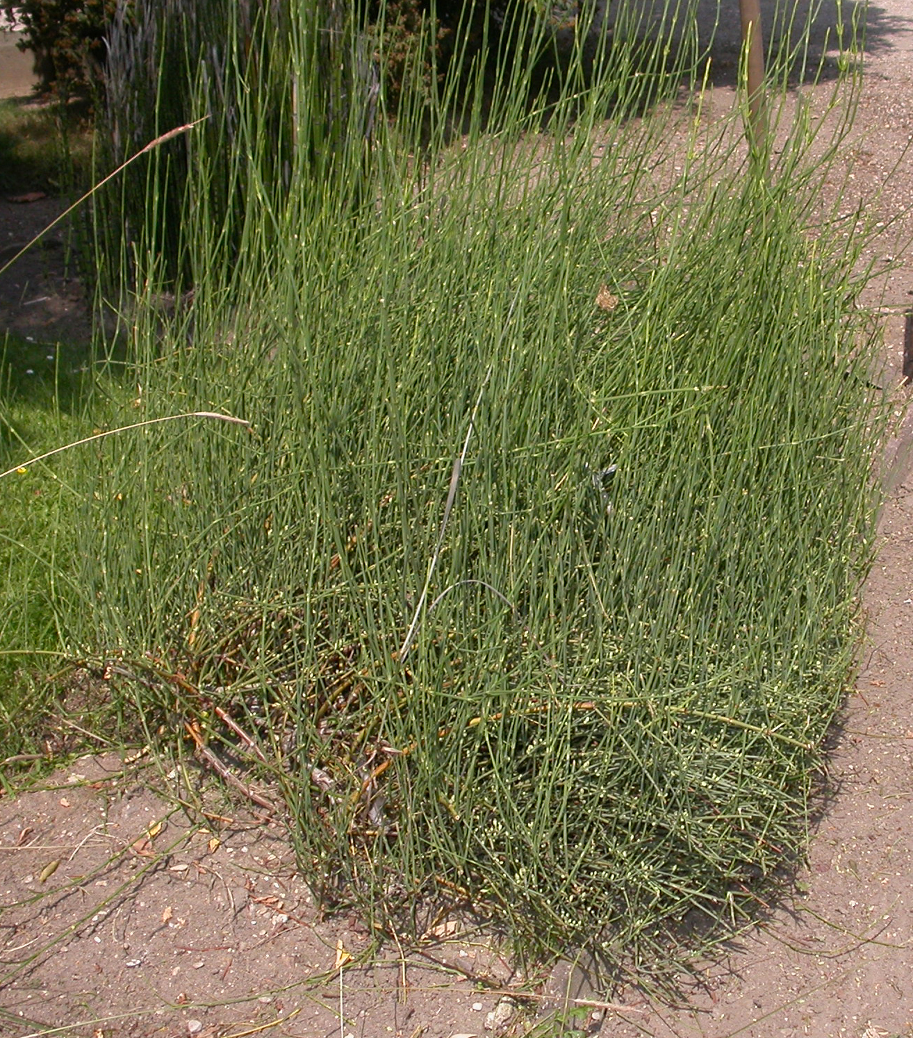 Ephedraceae Ephedra chiliensis