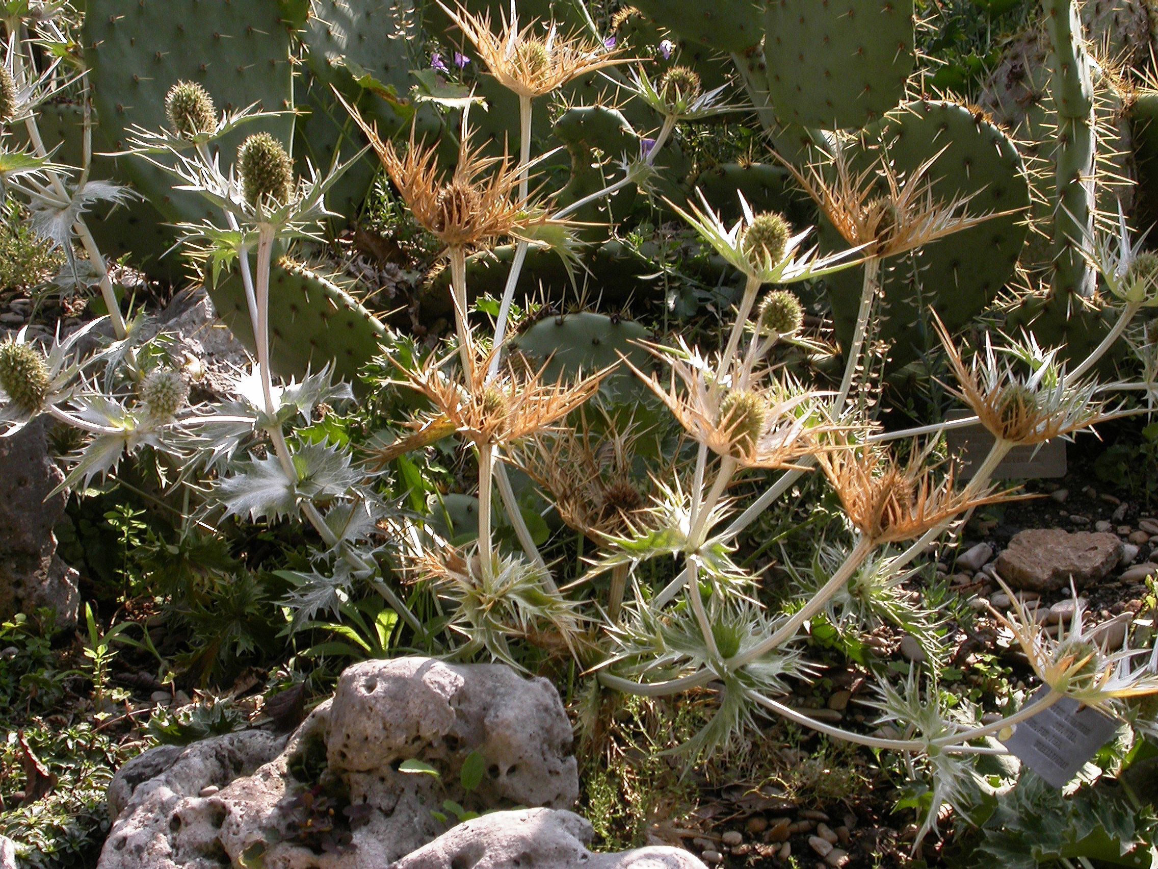 Apiaceae Eryngium eburneum