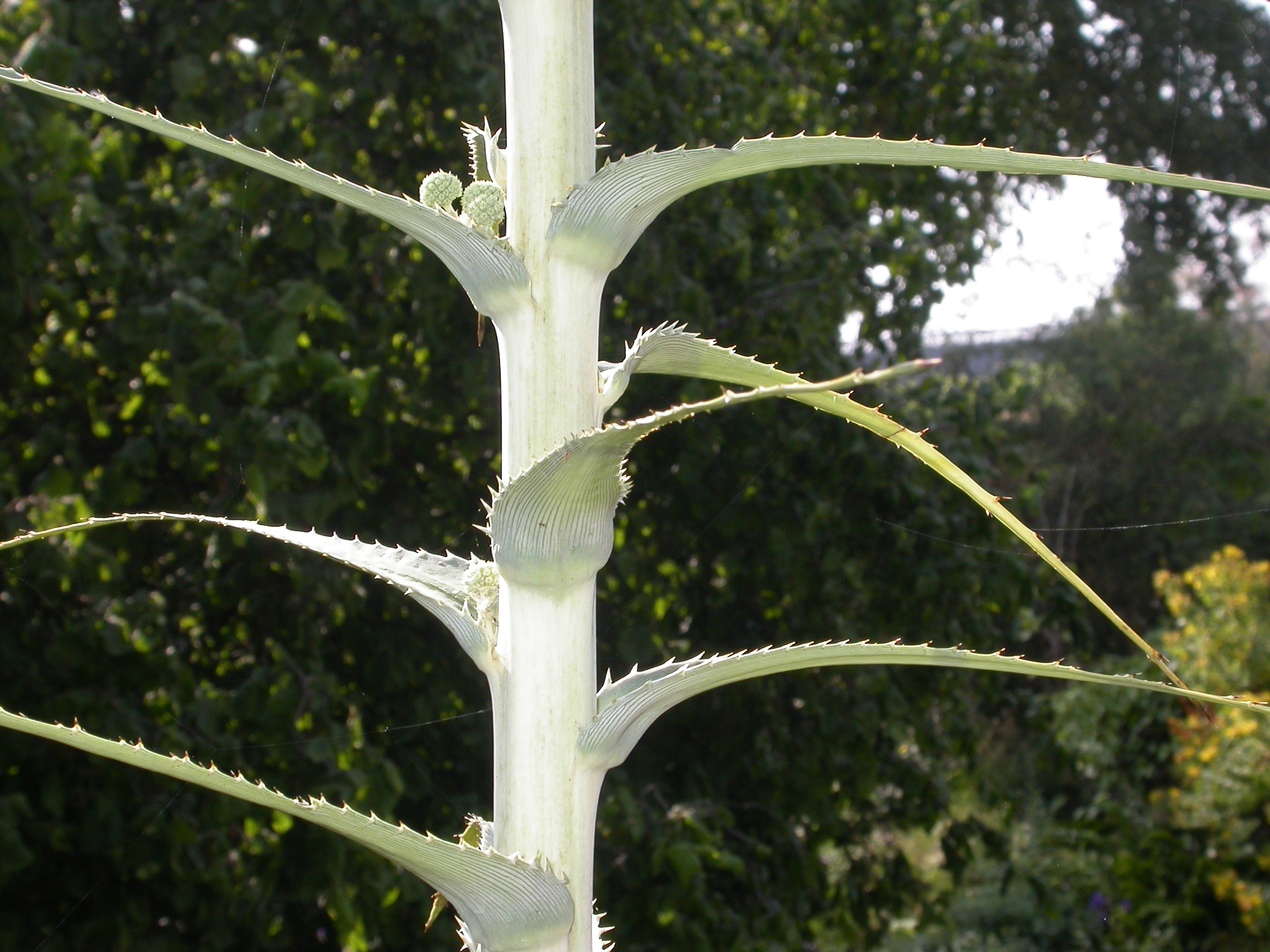 Apiaceae Eryngium 