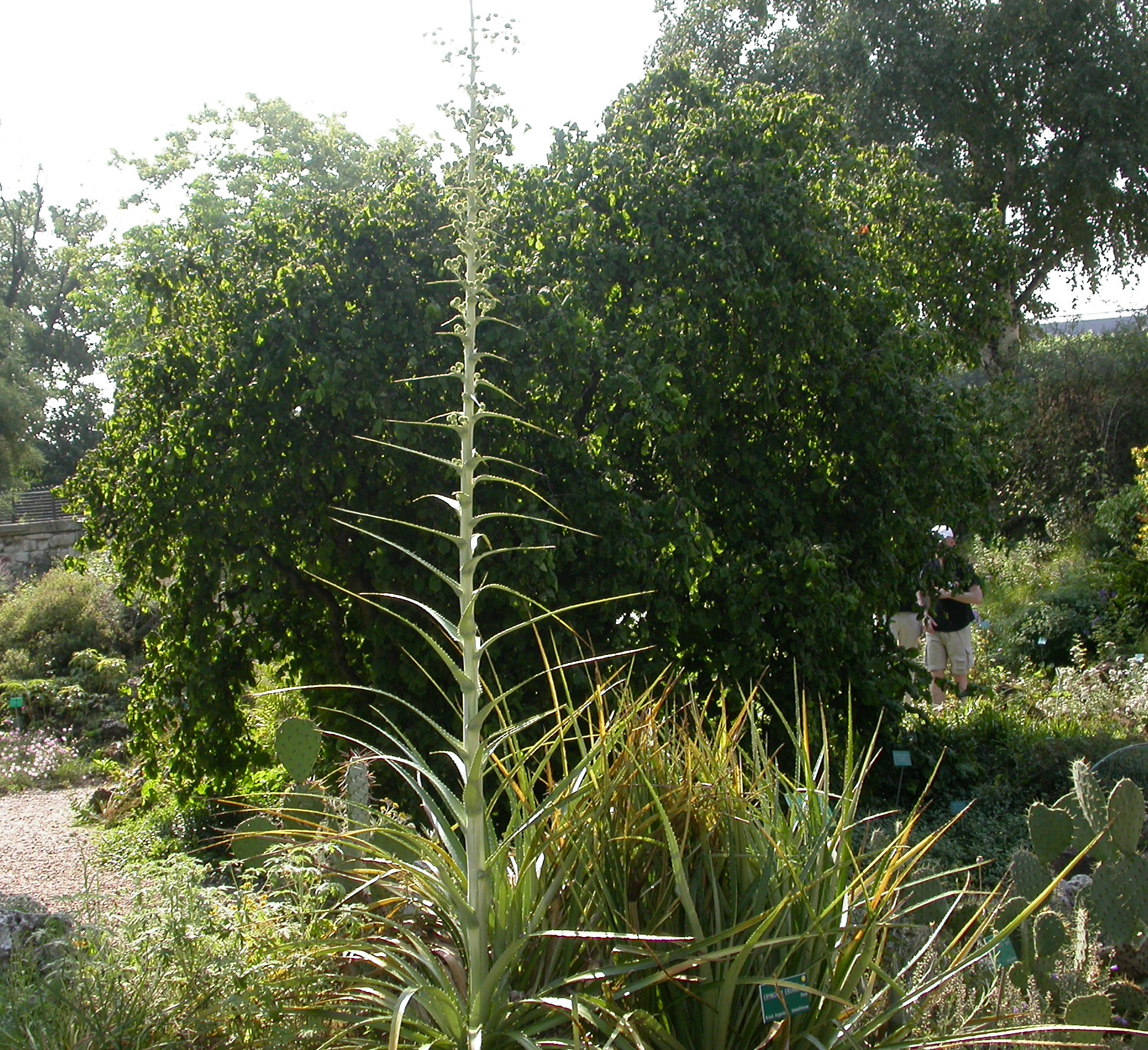 Apiaceae Eryngium 