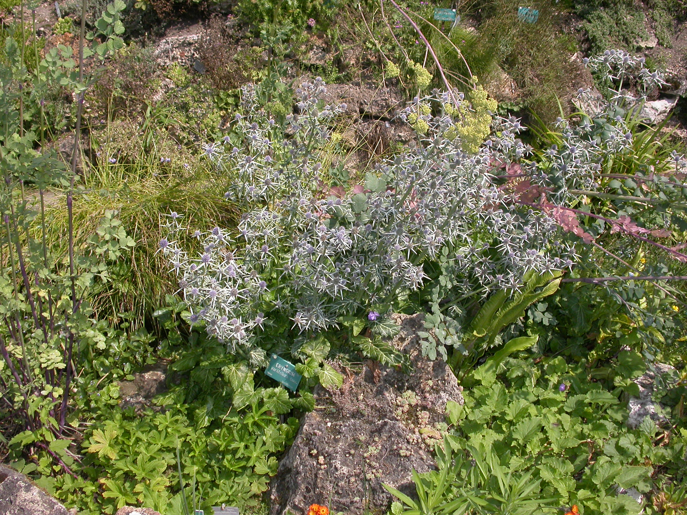 Apiaceae Eryngium varifolium