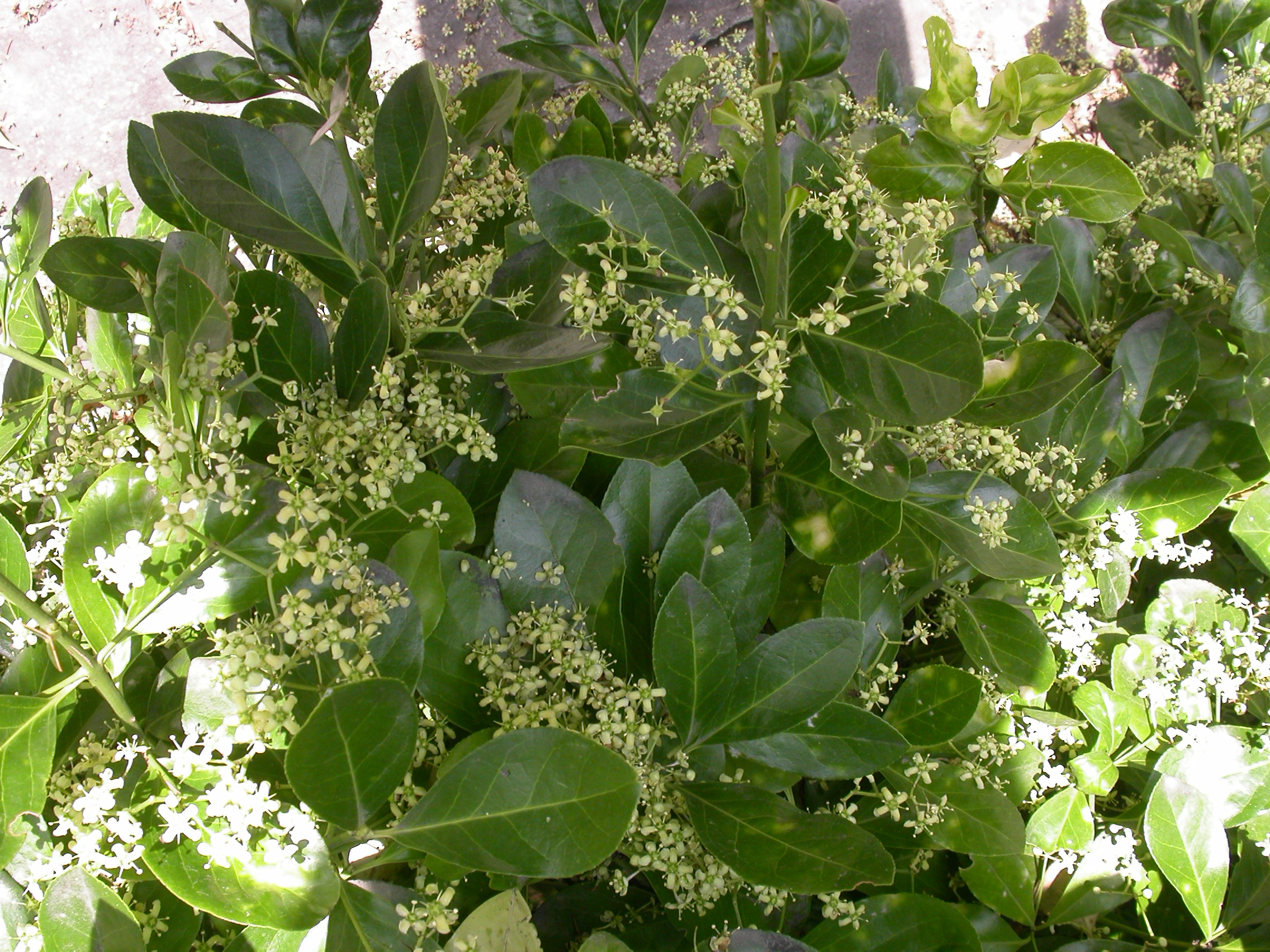Celastraceae Euonymus 
