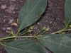 image of Euphorbia amygdaloides