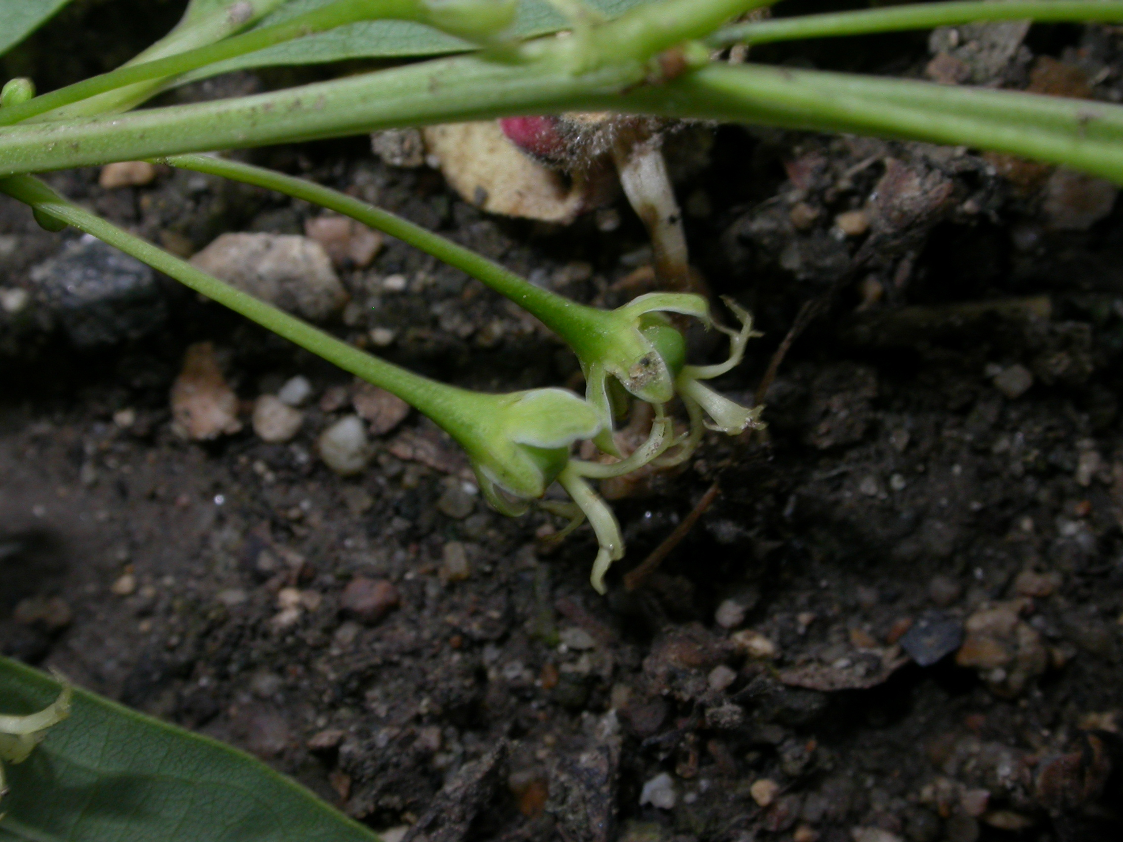 Euphorbiaceae Euphorbia amygdaloides