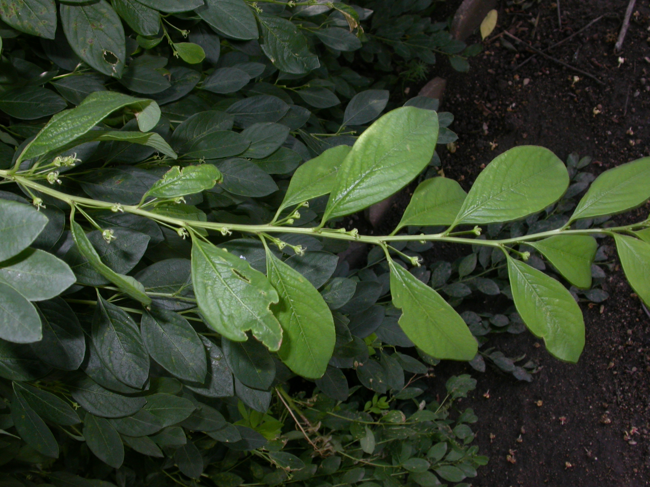 Euphorbiaceae Euphorbia amygdaloides