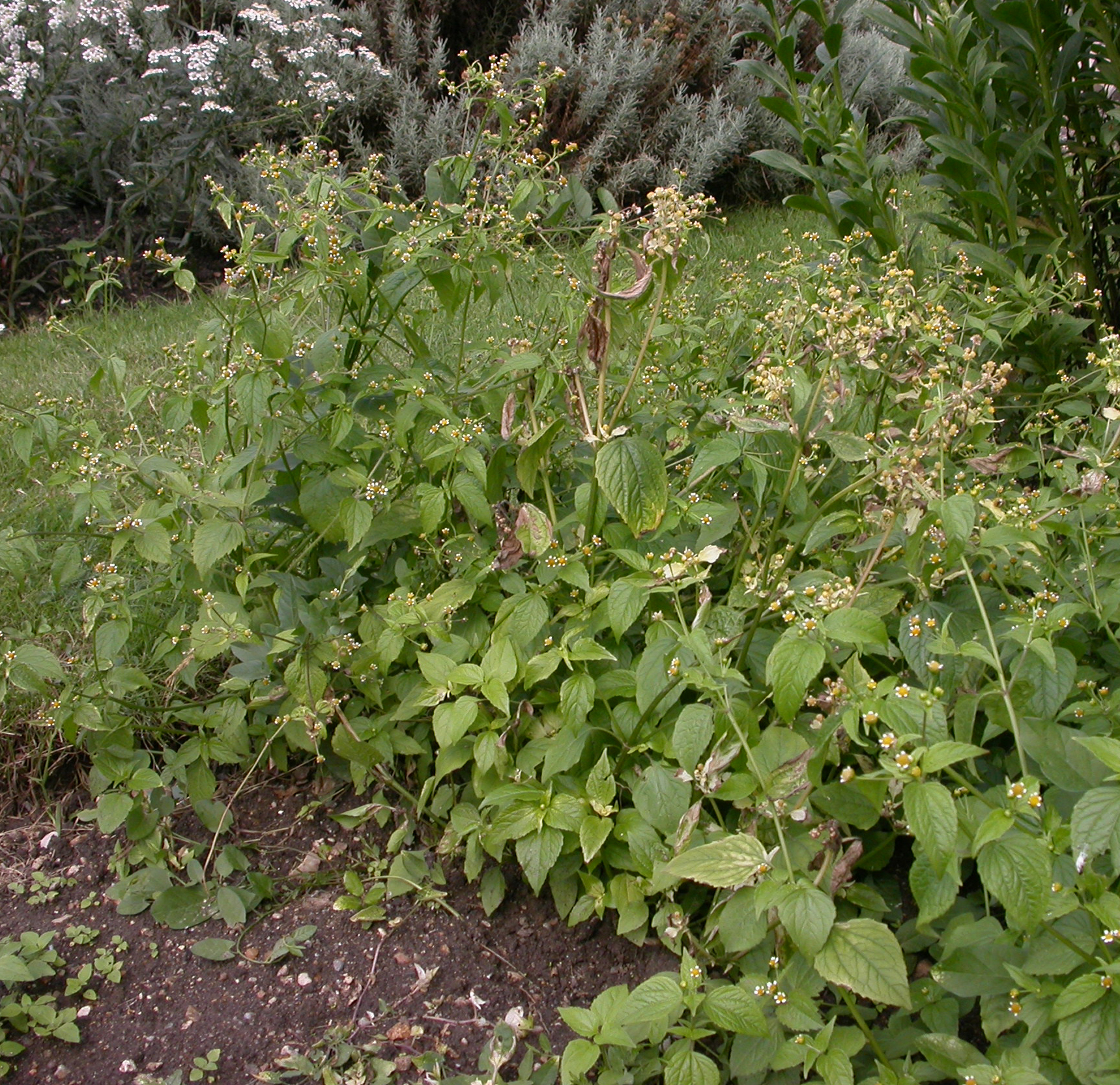 Asteraceae Galinsoga parviflora