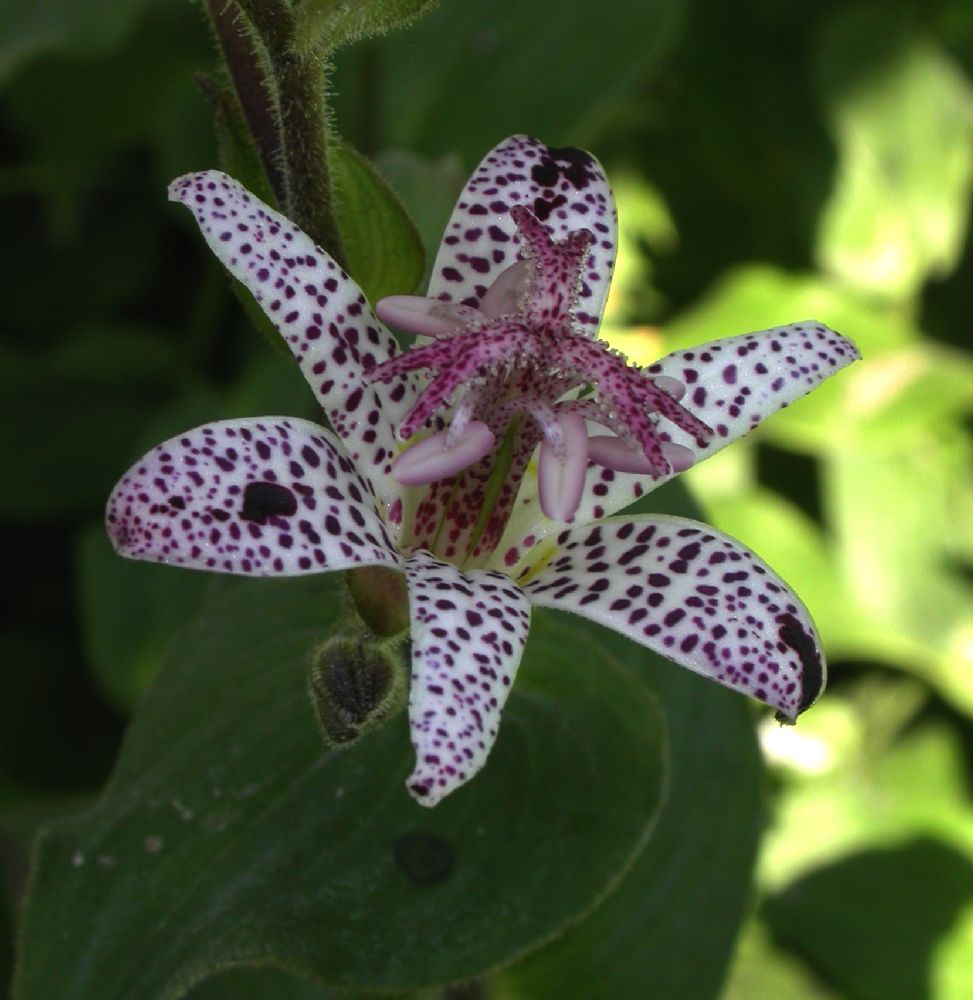 Liliaceae Tricyrtis hirta