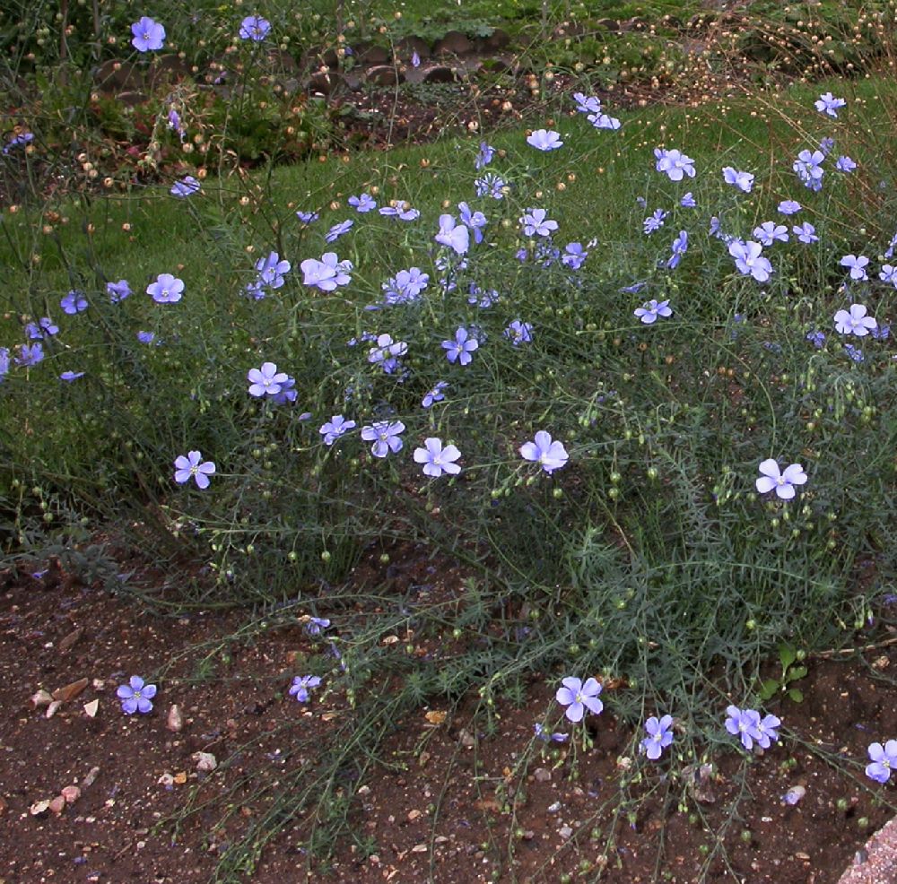 Linaceae Linum grandiflorum