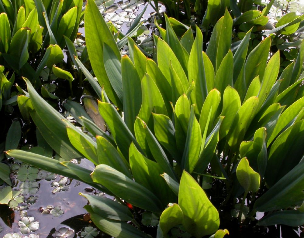 Araceae Orontium aquaticum