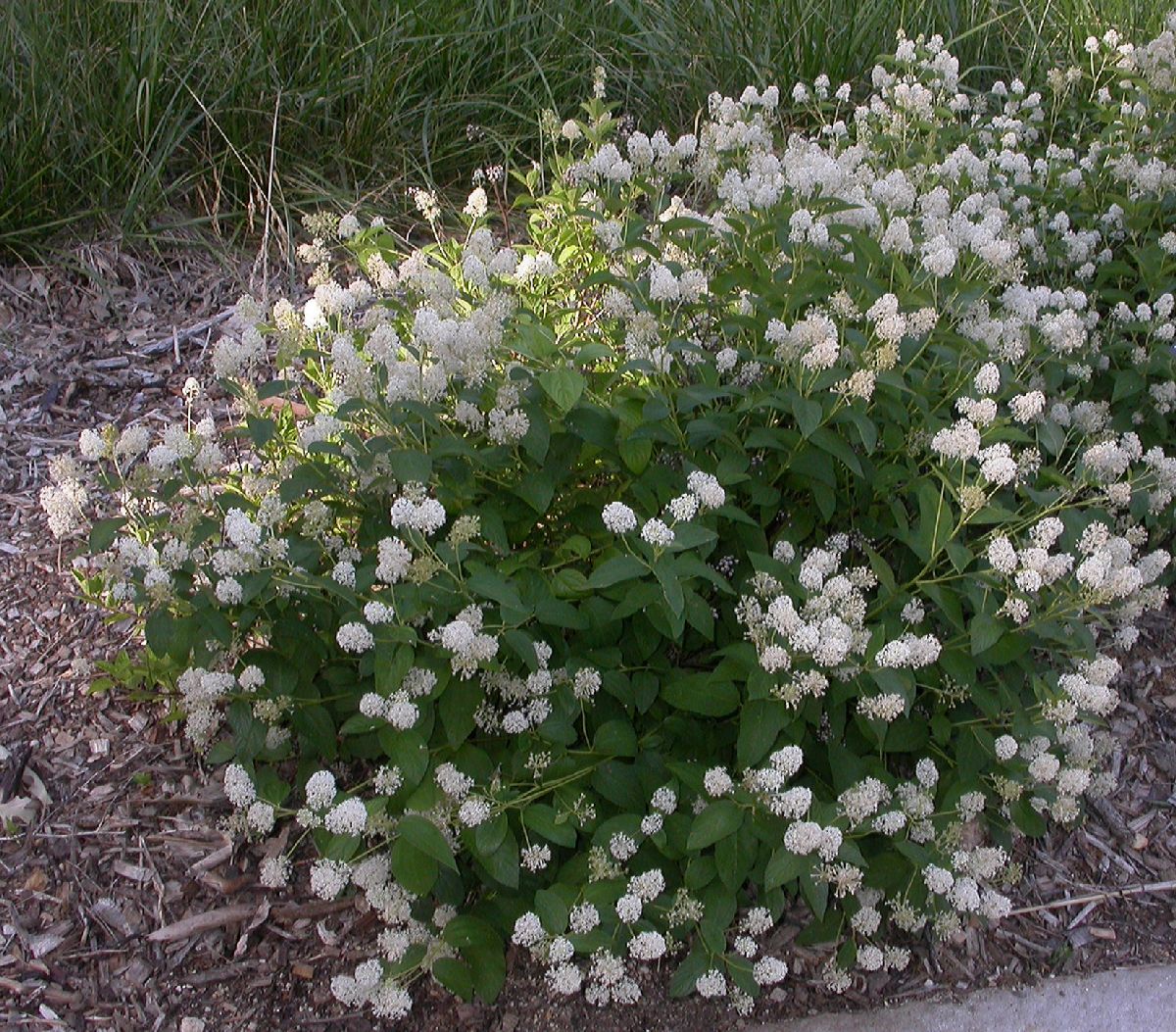 Rhamnaceae Ceanothus americanus