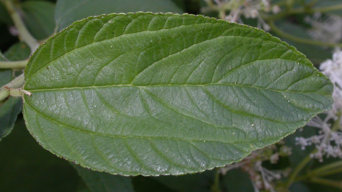 Rhamnaceae Ceanothus americanus