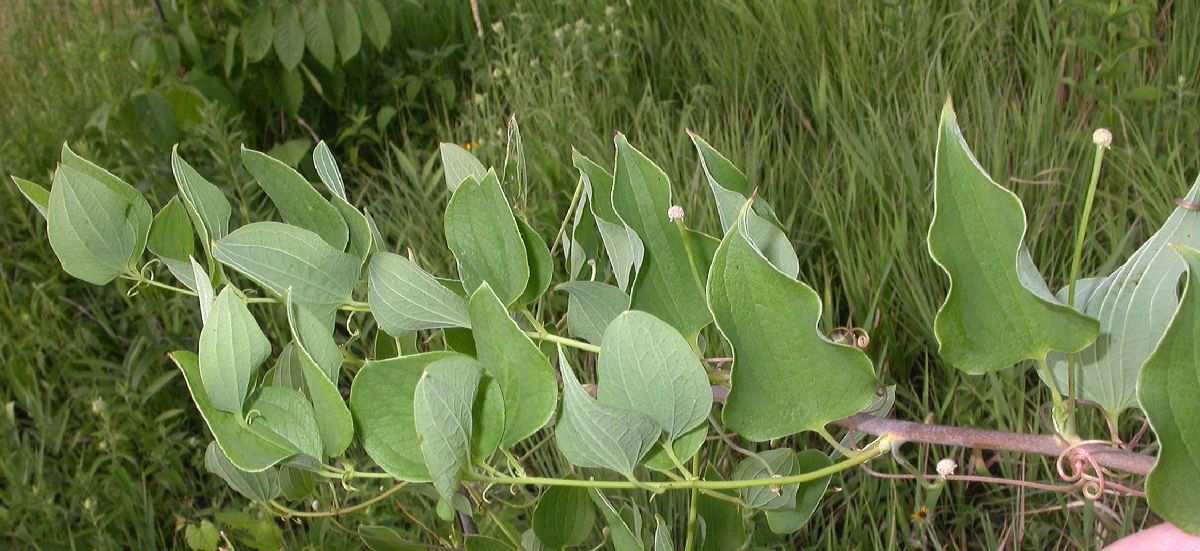 Smilacaceae Smilax herbacea