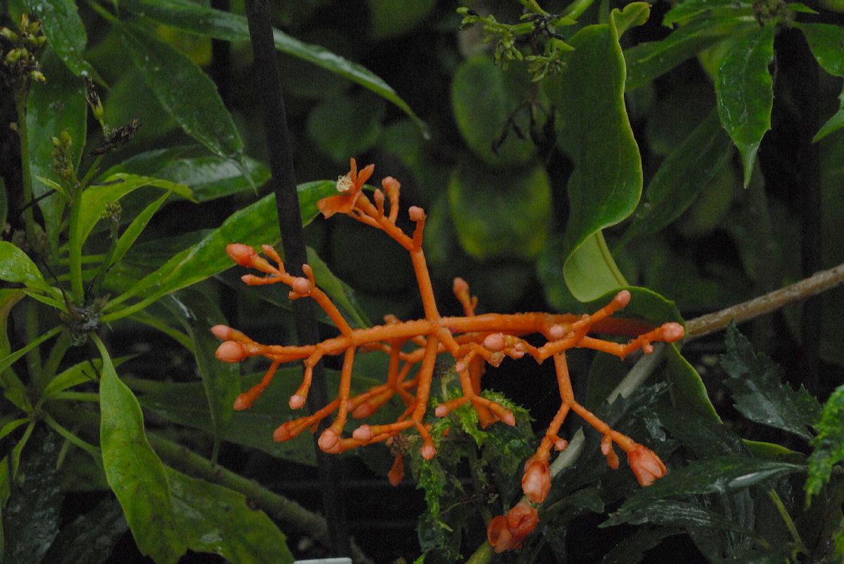 Melastomataceae Medinilla scortechinii