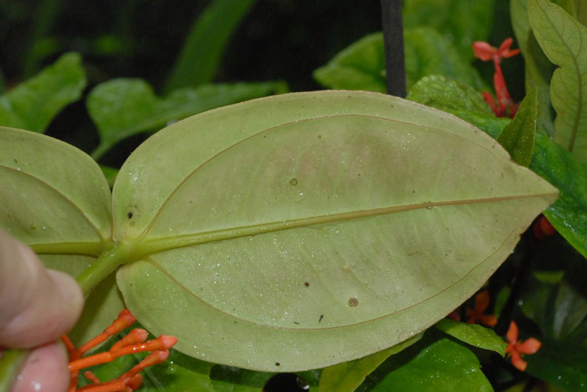 Melastomataceae Medinilla scortechinii