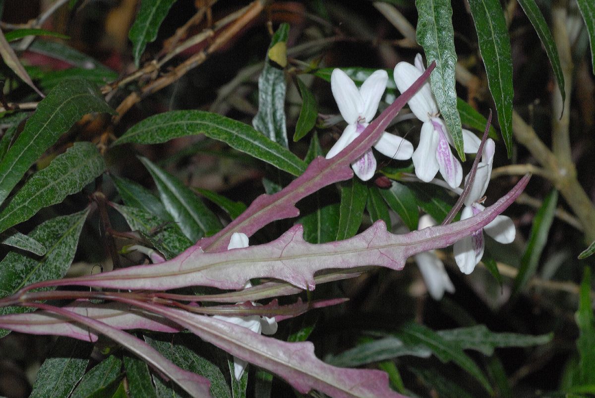 Acanthaceae Pseuderanthemum sinuatum