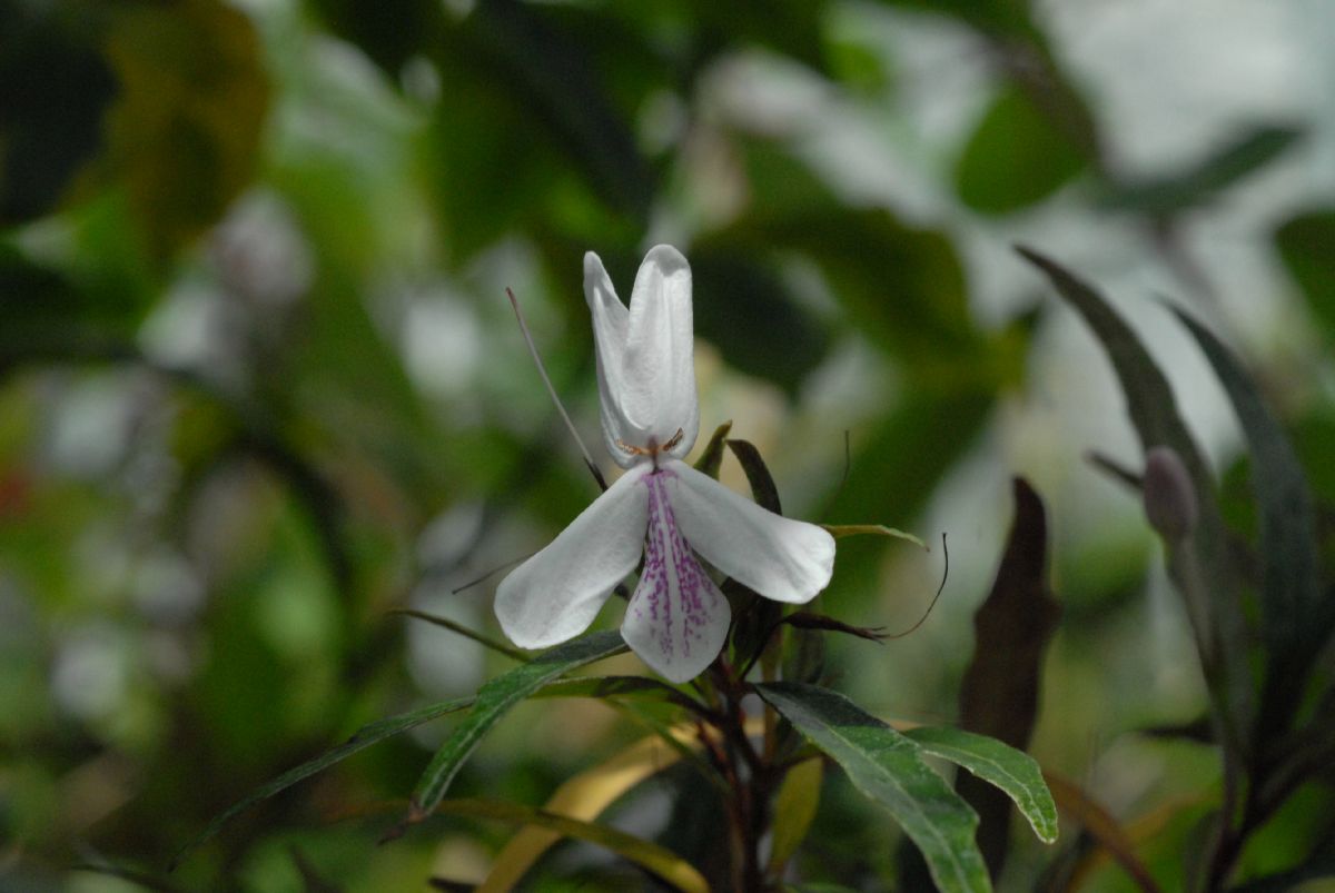 Acanthaceae Pseuderanthemum sinuatum