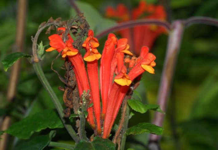 Lamiaceae Scutellaria costaricana